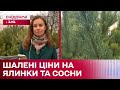 5000 гривень за ялинку!!! Звідки береться така ціна?