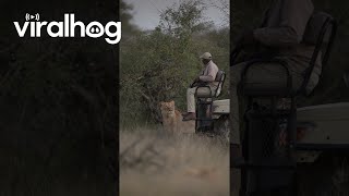 Lion Catches Safari Tracker By Surprise || ViralHog