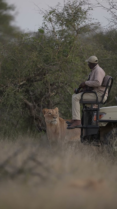Lion Catches Safari Tracker By Surprise || ViralHog