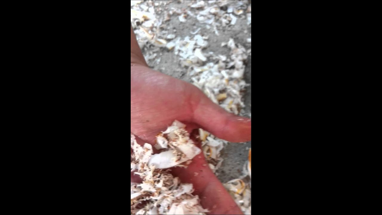 Dry coconut Skin Peeling Machine CM110 YouTube