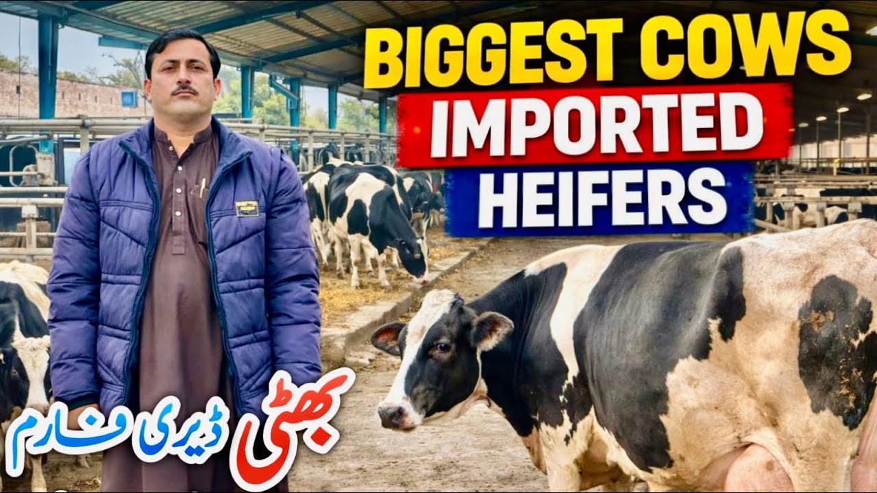 Bhatti Dairy Farm | Biggest Imported Cows & Premium Heifers For Sale 2026 🐄🔥