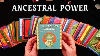 El Camino Oracle Review — A Bold Cultural Journey