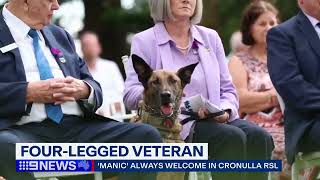 Nine News - Manic Veteran War Dog Gets Membership at Cronulla RSL screenshot 3