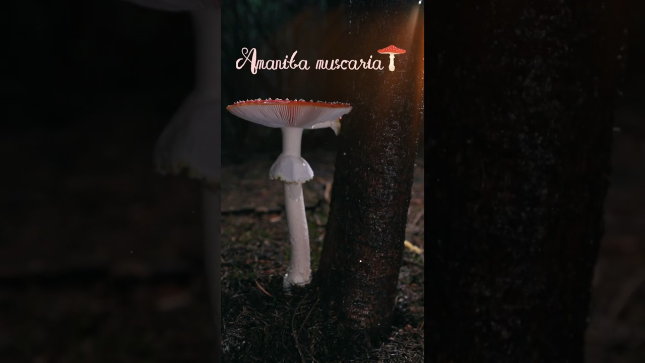 Этот гриб — древнейший в мире опьяняющий ингредиент. Часть 1. 