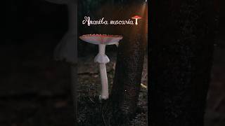 This mushroom is the world’s oldest intoxicant Pt.1 #mushroom #medicinalmushrooms #amanita
This mushroom is the world’s oldest intoxicant Pt.1 #mushroom #medicinalmushrooms #amanita This mushroom is the world’s oldest intoxicant Pt.1 #mushroom #medicinalmushrooms #amanita