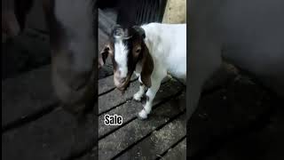 BOER FOR SALE 40KG ZN Goats House 8767841003