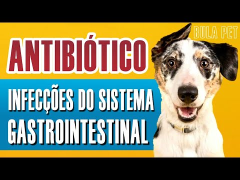 Vídeo: Como ajudar um cão com incontinência do sono