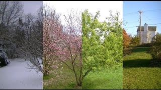 Seasons Timelapse Winter, Spring, Summer, Fall