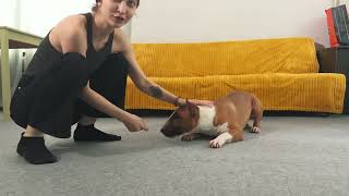 Bull terrier dog training. Mini bullterer and training at home.