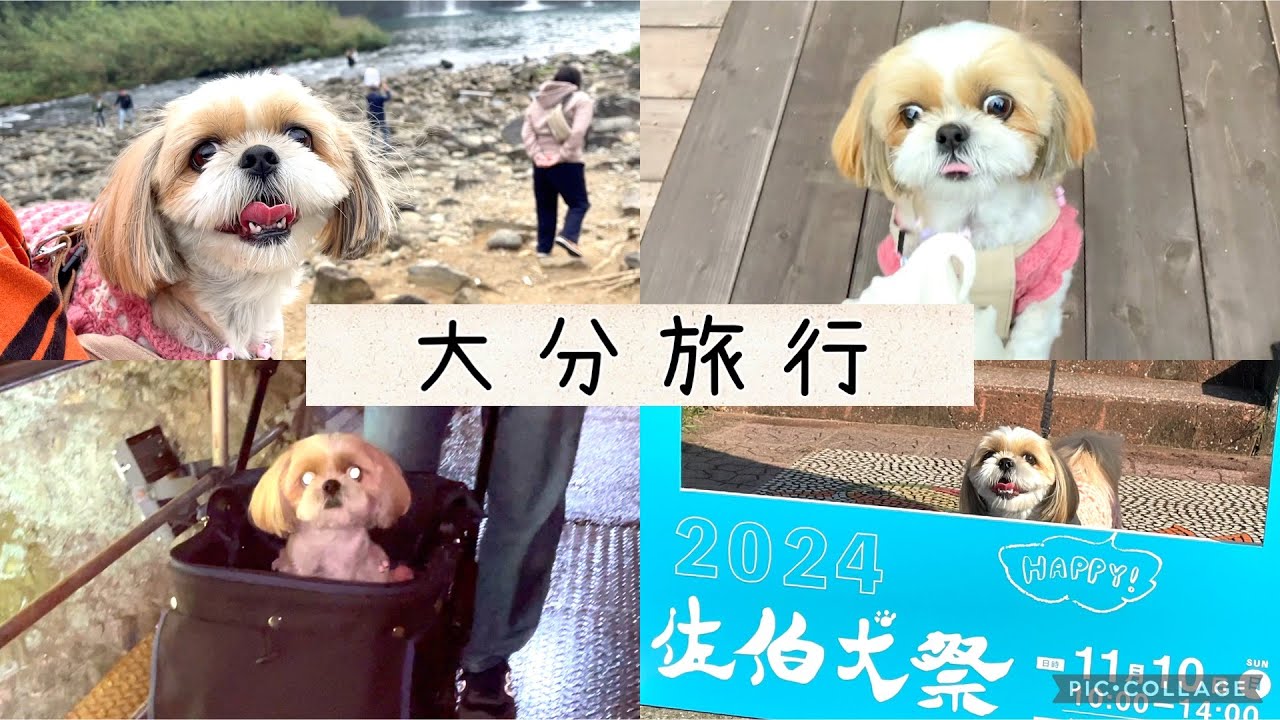 ななです。シーズーちゃん、紀州犬ちゃん❣️ シーズー】ななちゃんが1番喜ぶ待ち人来たる🐶#dog #シーズー