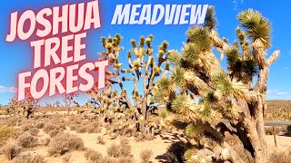 Meadview - Joshua Tree Forest - Pierce Ferry Road