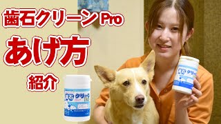 【愛犬用サプリメント】歯石クリーンProあげ方ご紹介【帝塚山ハウンドカム】