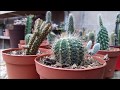 Cactus, crassas, euphorbias