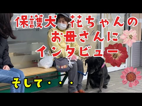 【保護犬】花ちゃんのお母さんにインタビュー そして・・・ Interview with the mother of protection dog Hana-chan, and...  Labrador