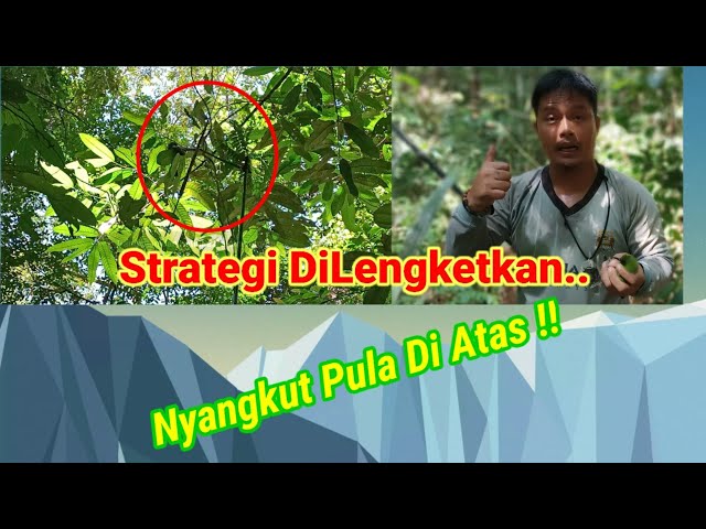 Mikat Burung Ijo Di Hutan Tropis KalTim class=