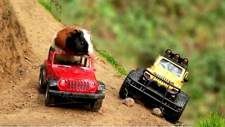 Guinea Pig Car Racing | Cute and Funny Guinea Pigs Video
