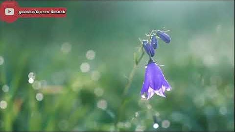 قران كريم بصوت جميل جدا صوت يدخل القلب بدون استئذان HD