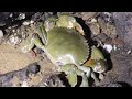 阿梅半夜出門趕海，石頭下藏著巨大青蟹，一隻就有三斤多夾子夾不住【海村小梅官方頻道】