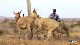 Ploughing with Donkeys in Ganze-Kilifi County.