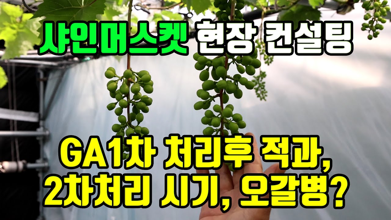 샤인머스켓 현장컨설팅 6편 - GA1차 처리 후 2차 처리 진행 중