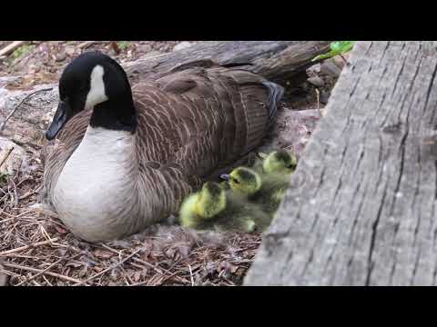 A Canada Goose Documentary