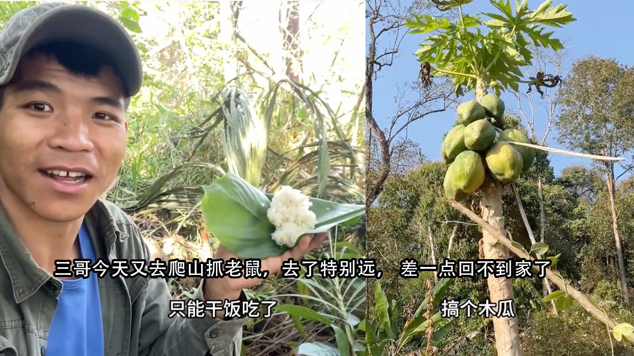 三哥今天又去爬山抓老鼠，去了特别远， 差一点回不到家了。#老挝#三农