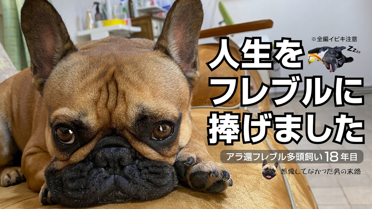 勢いでフレンチブルドッグを飼い始めた男の末路【アラ還フレブル多頭飼い18年目】
