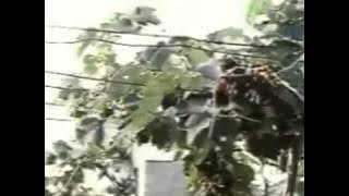 Pavizham Pol Pavizhadharam Pol   NPMT