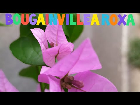 Βίντεο: Το Bougainvillea είναι υπέροχο