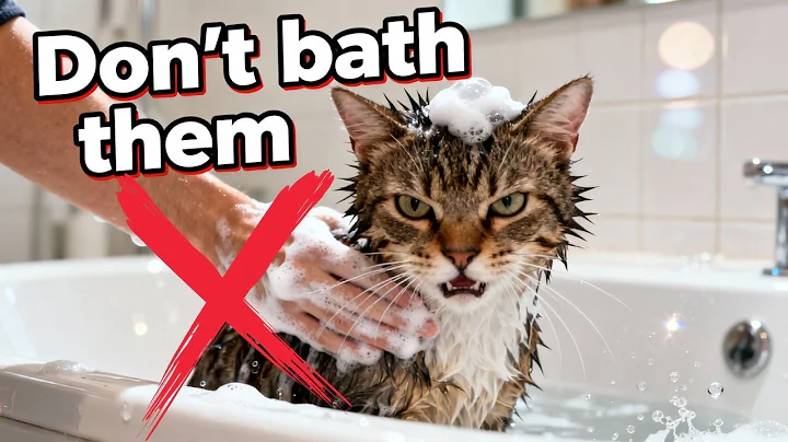 Video 11818321: cat bath, cat fun facts, cat lovers