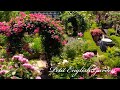 On-Line Open Garden of Petit English Garden: Main Garden in May 2020
