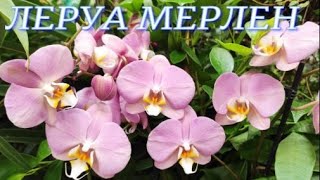 №216/ Свежие орхидеи и другие комнатные растения в Леруа Мерлен