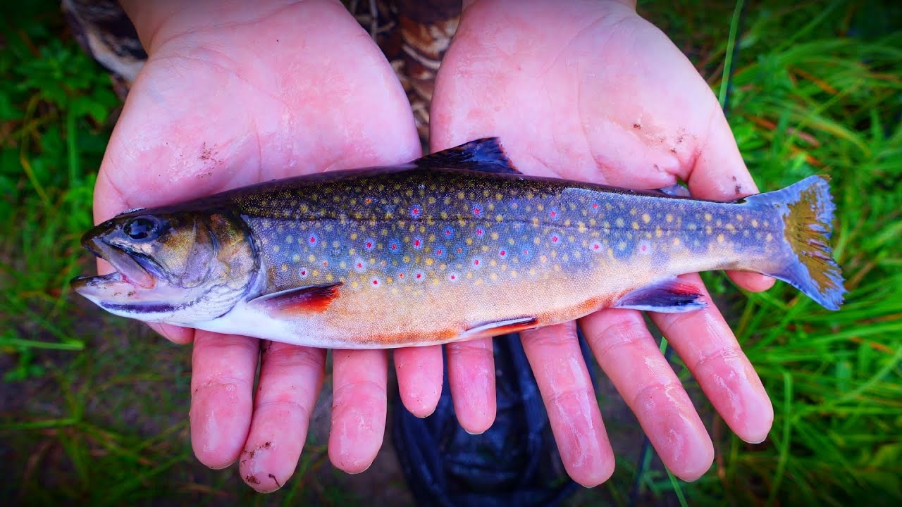 My First Every BROOK TROUT! (Saskatchewan Fly Fishing) 