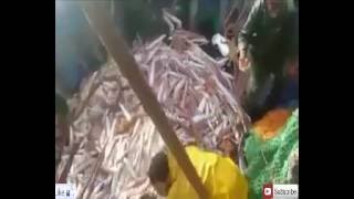 HD Fishermen hunt large amount of squid 2016صيادين يصطادون كمية كبيرة من الحبار