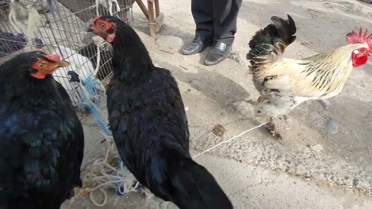 Yaypan Bozori Товуқ бозори 28 Апрель