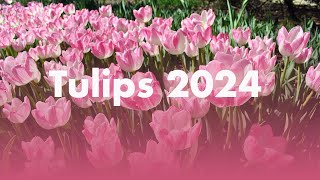 Tulips 2024