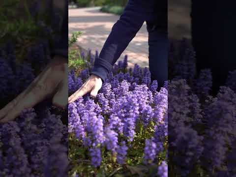 Vídeo: Carpet Bugle Plants: Cultivando Ajuga Bugleweed No Jardim