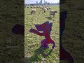 El lobo – streetart video, urban art clip, Francisco de Pájaro