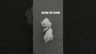 Before the storm ⛈ #dogshorts #funnydogs #bichonfrise #dog #cutedog #doglovers #lovedogs #bichon