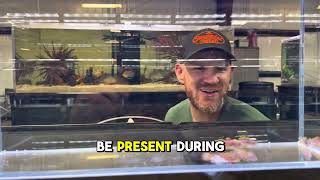 🐠 LIVE Fish Giveaway, March 27th 12:00 PM EST (Giveaway at 12:30 PM!) Win a Peacock Gudgeon or $50! screenshot 2