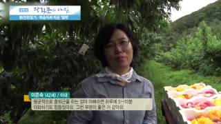 복숭아로 피운 행복 [광화문의 아침] 53회 20150819