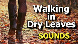 Footsteps On Dry Leaves Sound Effect ~ Crunching Leaves Underfoot Walking Sound Effect