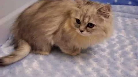 Video 563071: persian kittens cattery, shaded silver persian kitten, male silver persian kitten, persian kitten doll