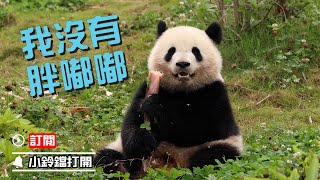 《熊貓早晚安》怎麼嬰兒肥沒見過嗎 | iPanda熊貓頻道