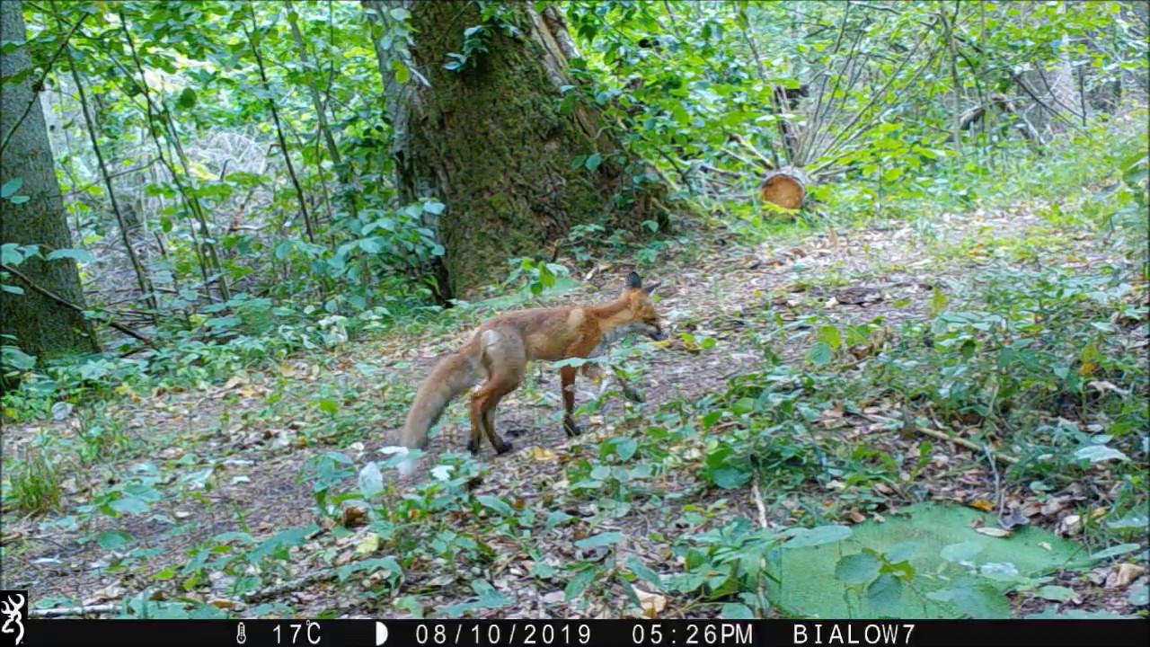 Carnivores of the Białowieża Primeval Forest - the best of Summer 2019