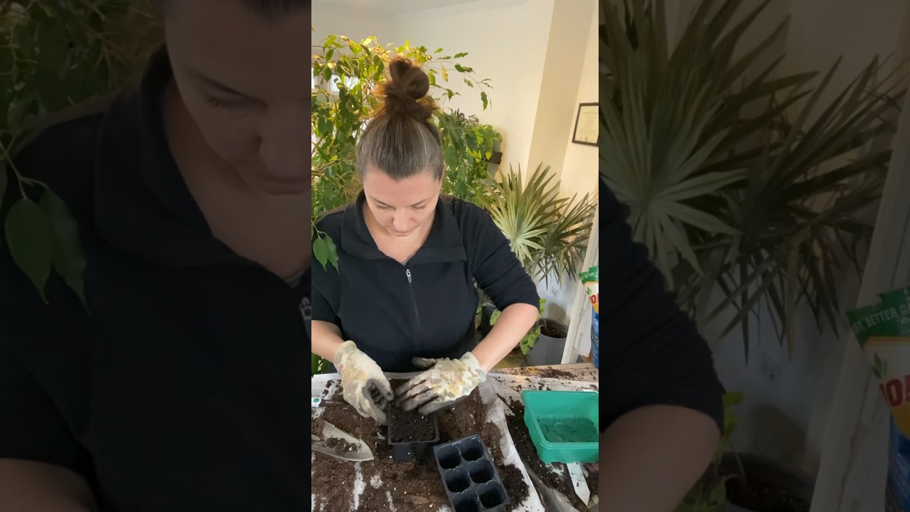 Как прорастить семена фиалки!