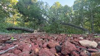 Cutting a big Leaning Oak Tree Down #stihl #arborist #treecutting