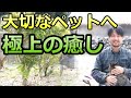 大切なペットへ極上の癒し!ペットヒーリング