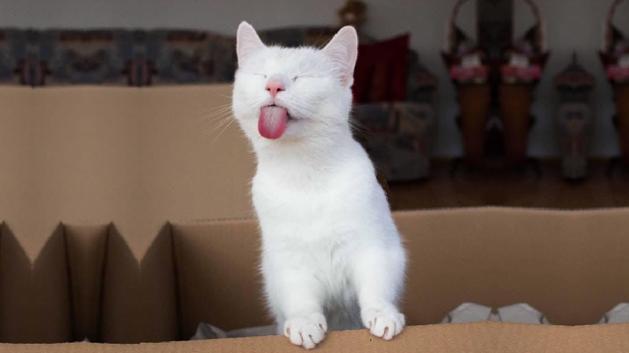 Cute and Funny Cat - cute and funny cat videos to keep you smiling! 🐱