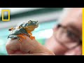 He spent his career studying a frog then he discovered its true identity  short film showcase